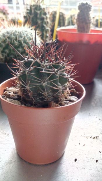 P. andreanus LF016 - Pyrrhocactus--Eriosyce