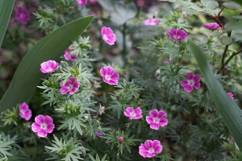  - Geranium si alte perene