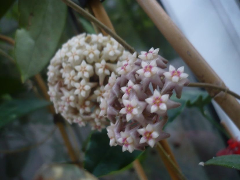 P1440419 - HOYA 2020-1