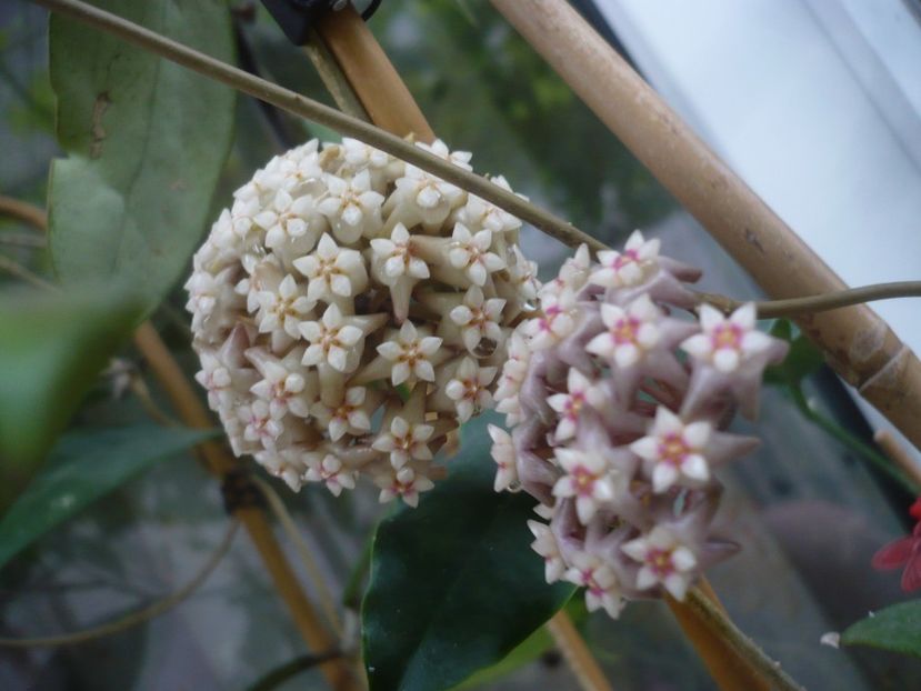 P1440420 - HOYA 2020-1