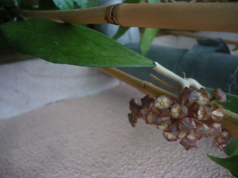 P1440421 - HOYA 2020-1