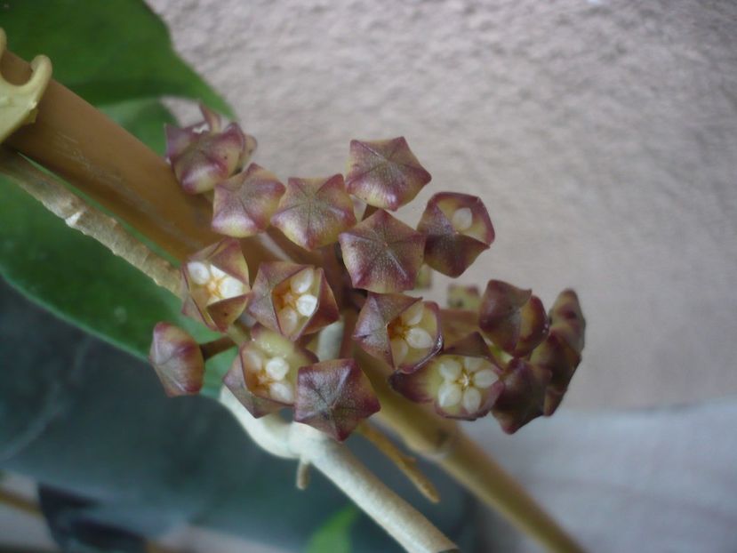 P1440422 - HOYA 2020-1