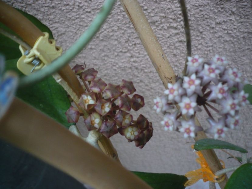 P1440424 - HOYA 2020-1