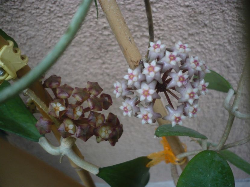 P1440425 - HOYA 2020-1