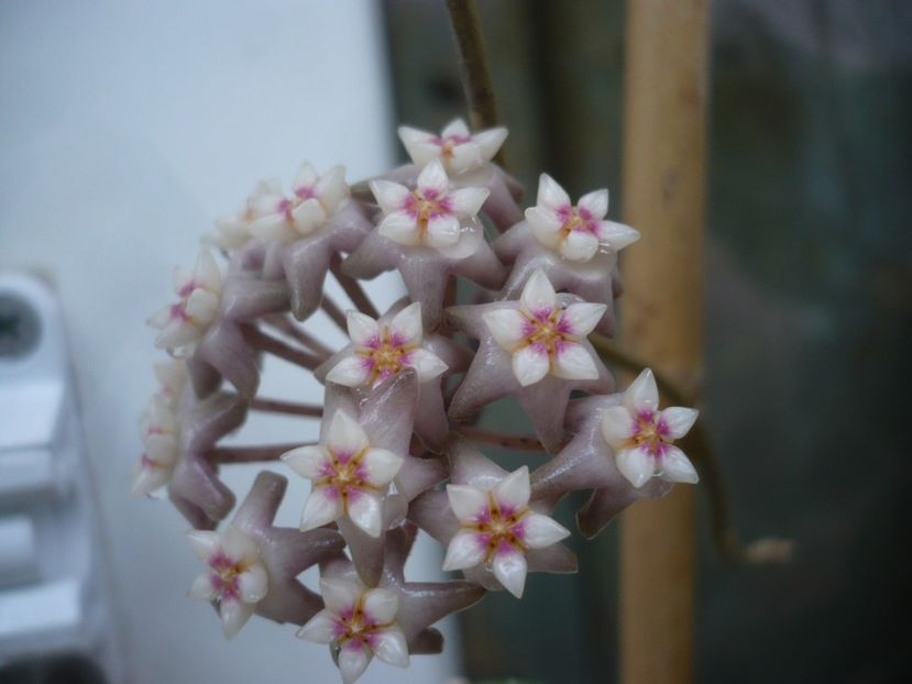 P1440426 - HOYA 2020-1