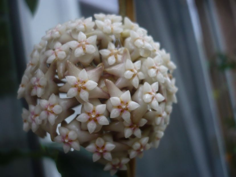 P1440429 - HOYA 2020-1