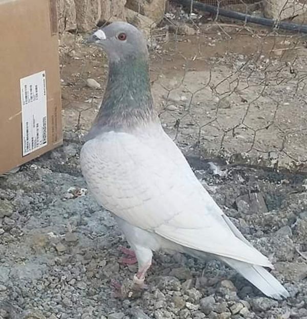  - NU AMI APARTIN 2020