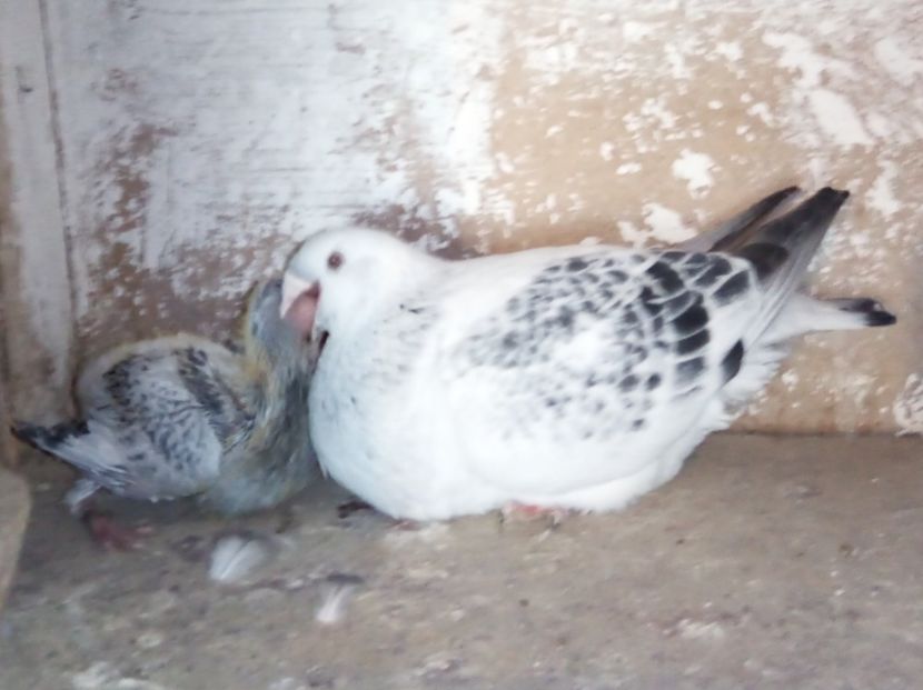  - - A - A - A - A- W A R N I N G !