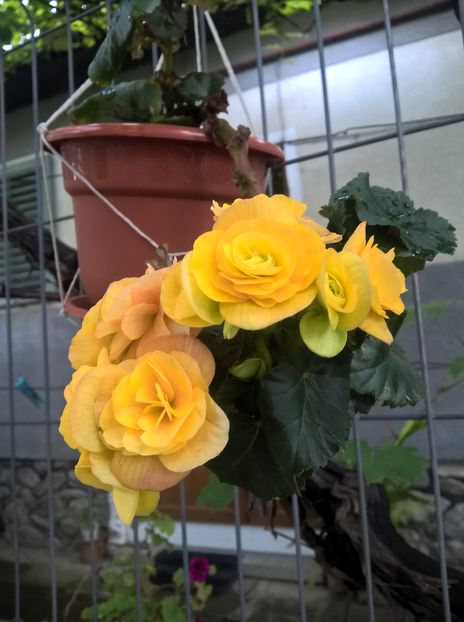 2020 - Flori curte 2019-2021