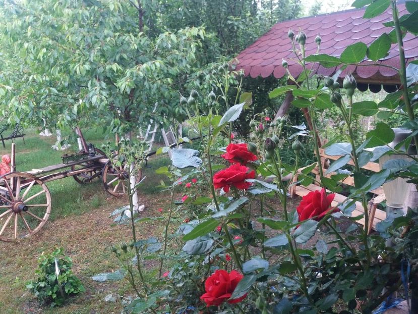 103280581_351195129188252_785310225469781060_n (1) - trandafirii mei