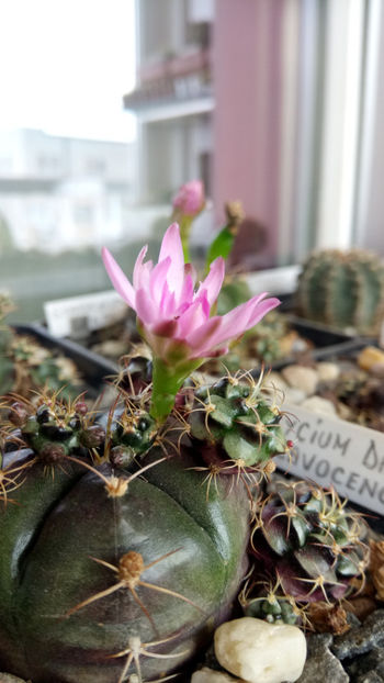 11.06.2020 - Gymnocalycium damsii v tucavocence