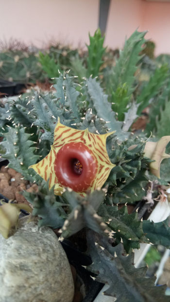 11.06.2020 - Huernia zebrina