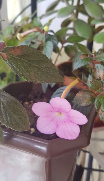 Peach Blossom - Achimenes 2020