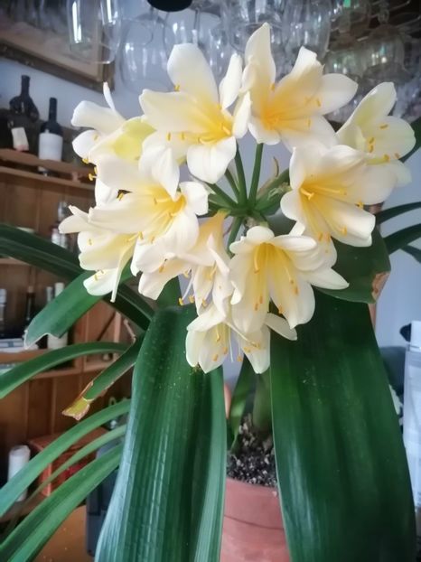  - CLIVIA