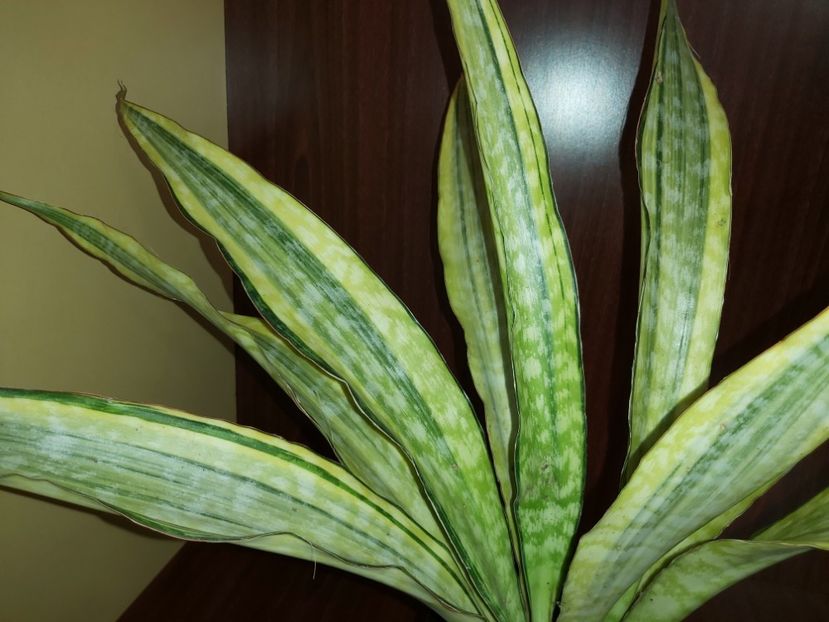  - Sansevieria Aubrytniana Lauren