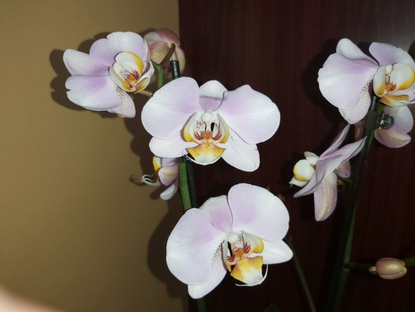  - phalaenopsis