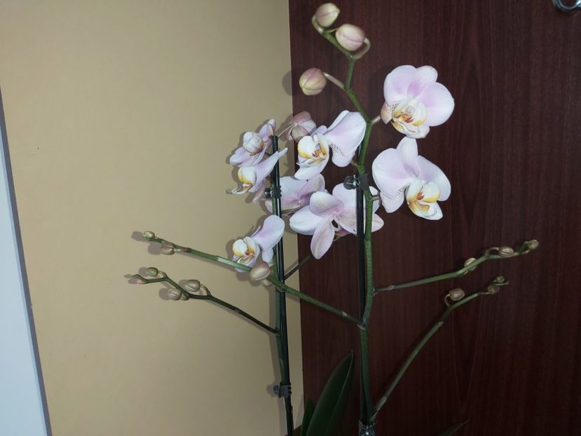  - phalaenopsis