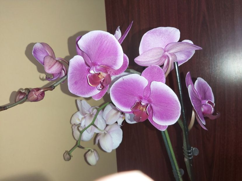  - phalaenopsis