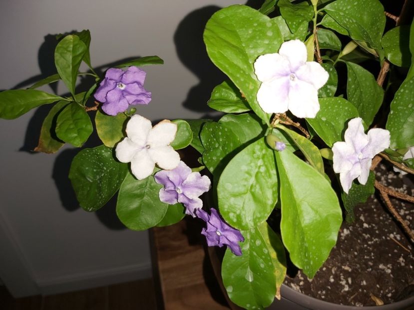  - Brunfelsia calycina