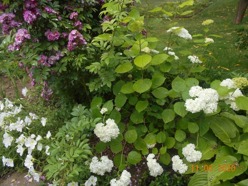  - 1Azalee-rhododendroni-heleborusi-hortensii-hoste 2020