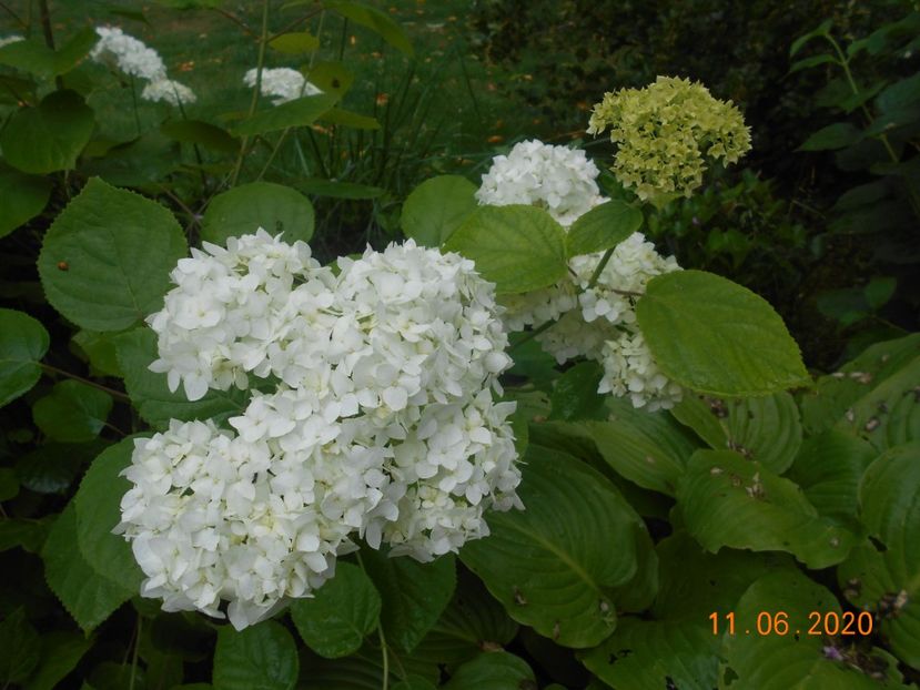  - 1Azalee-rhododendroni-heleborusi-hortensii-hoste 2020