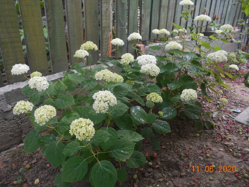  - 1Azalee-rhododendroni-heleborusi-hortensii-hoste 2020