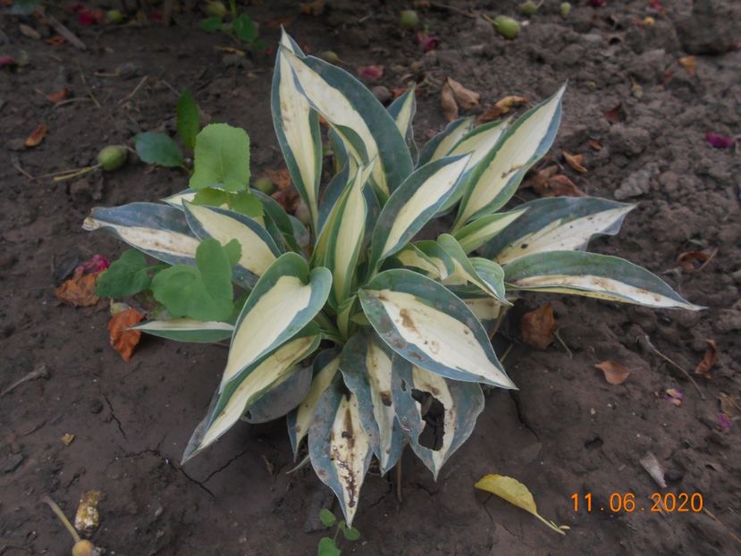  - 1Azalee-rhododendroni-heleborusi-hortensii-hoste 2020