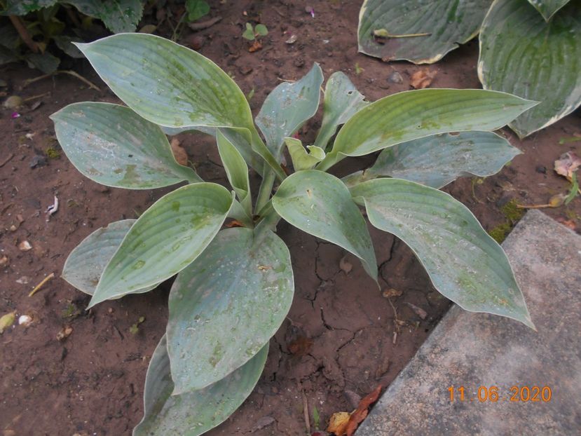  - 1Azalee-rhododendroni-heleborusi-hortensii-hoste 2020