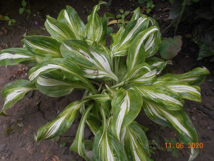  - 1Azalee-rhododendroni-heleborusi-hortensii-hoste 2020