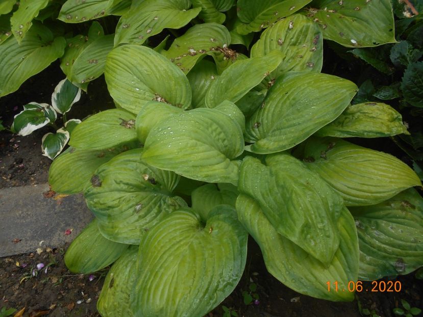  - 1Azalee-rhododendroni-heleborusi-hortensii-hoste 2020