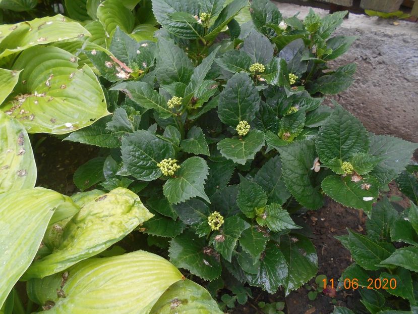  - 1Azalee-rhododendroni-heleborusi-hortensii-hoste 2020