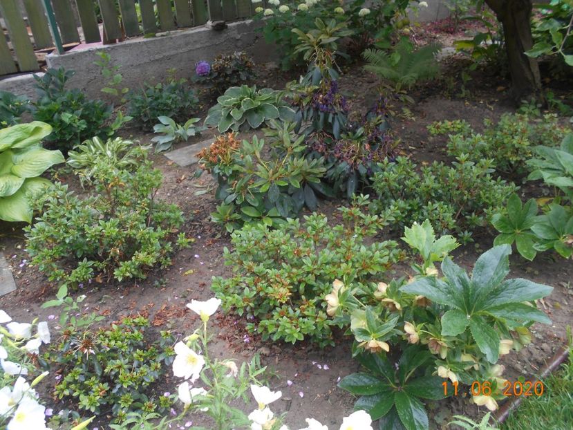  - 1Azalee-rhododendroni-heleborusi-hortensii-hoste 2020