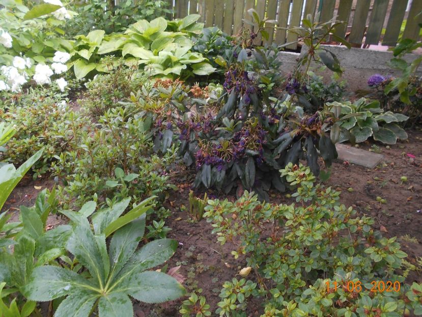 - 1Azalee-rhododendroni-heleborusi-hortensii-hoste 2020