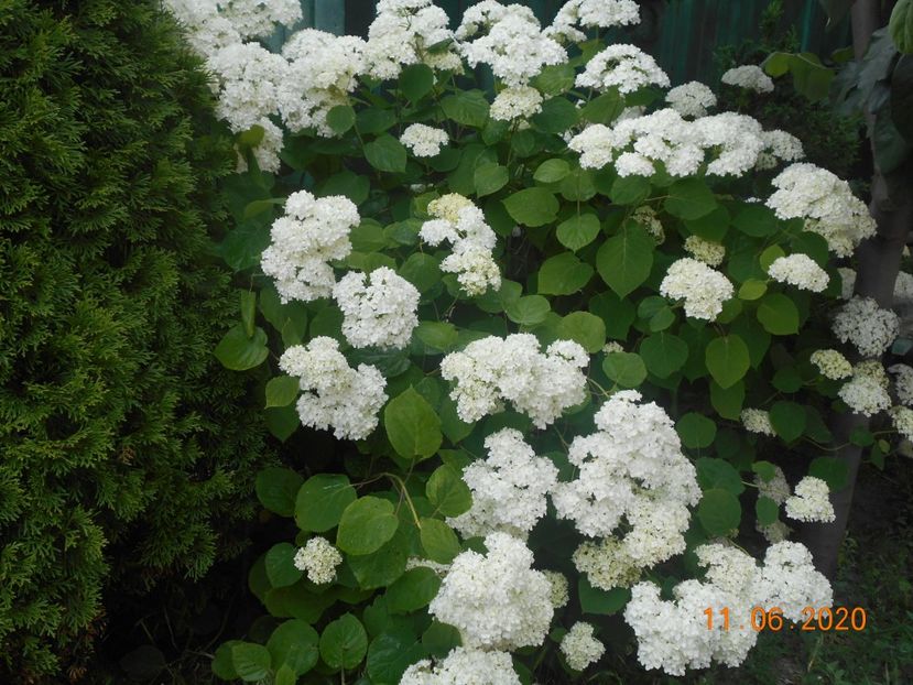  - 1Azalee-rhododendroni-heleborusi-hortensii-hoste 2020