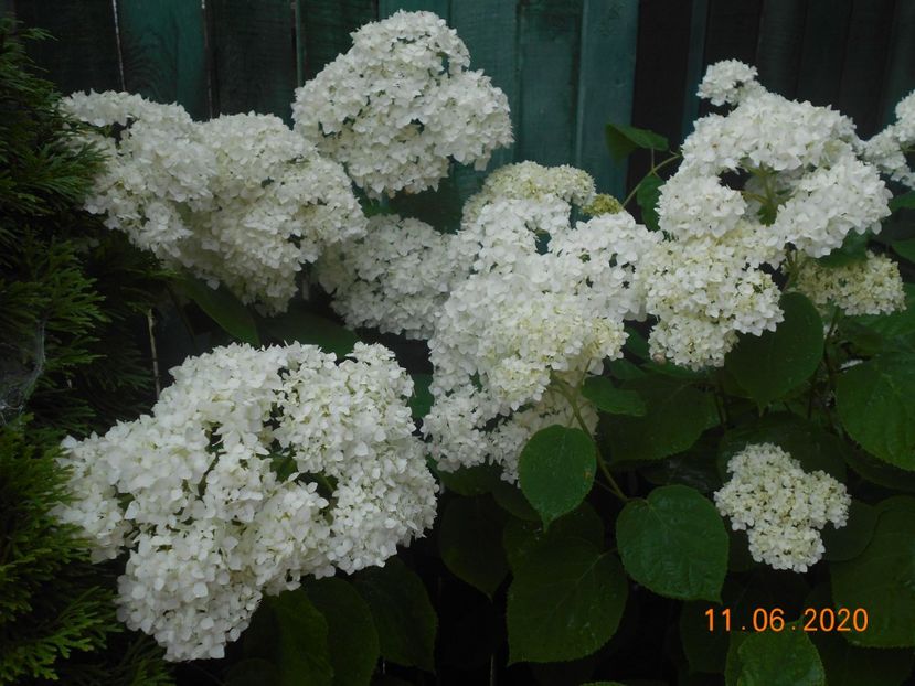  - 1Azalee-rhododendroni-heleborusi-hortensii-hoste 2020