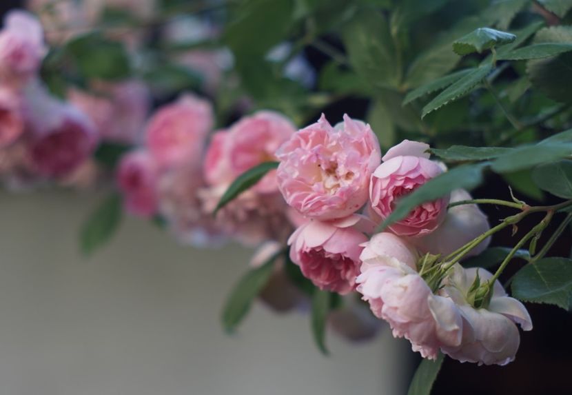  - Belle de Sardaigne