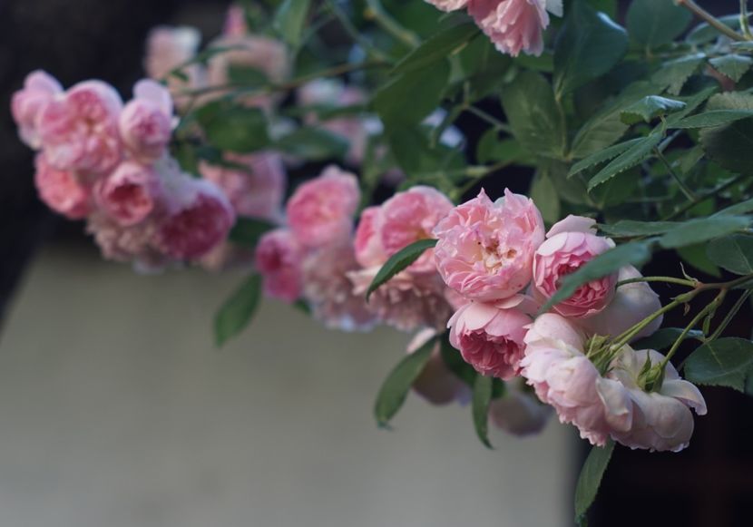  - Belle de Sardaigne