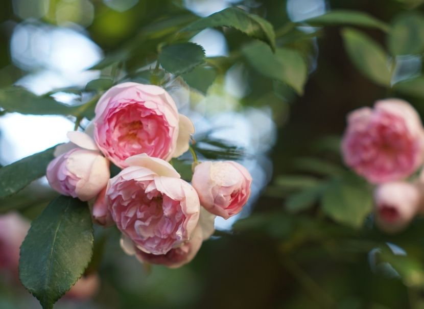  - Belle de Sardaigne