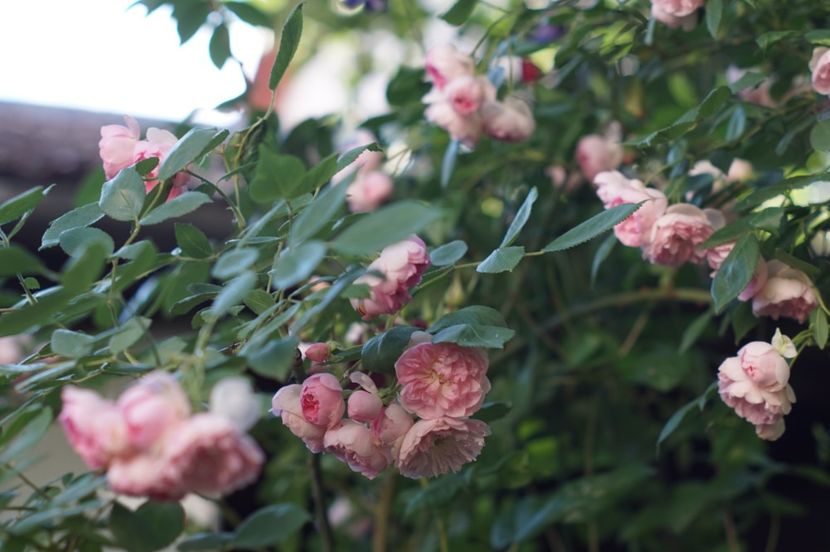  - Belle de Sardaigne