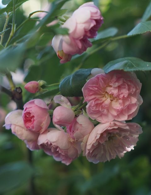  - Belle de Sardaigne