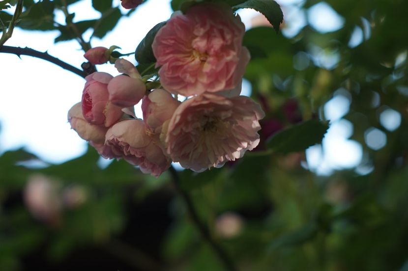  - Belle de Sardaigne