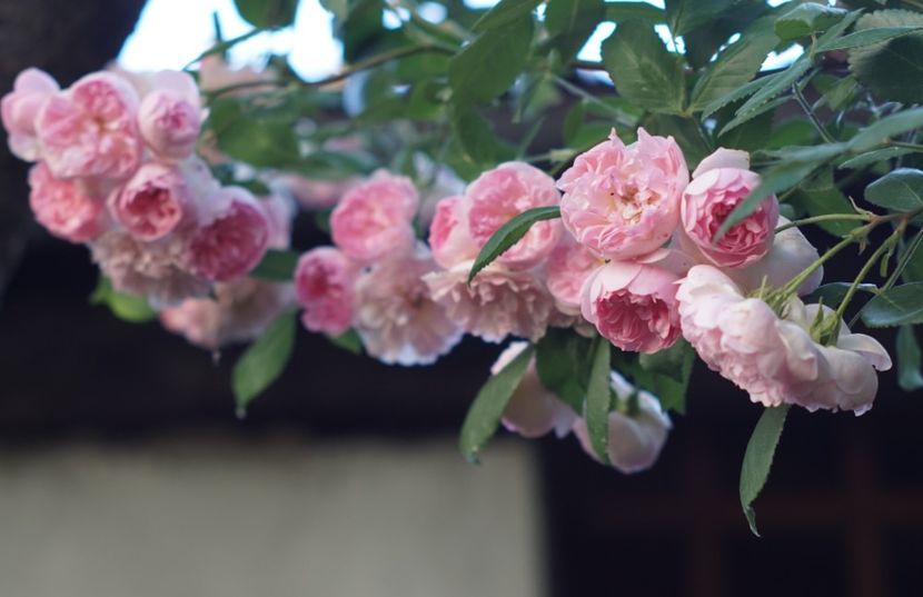  - Belle de Sardaigne