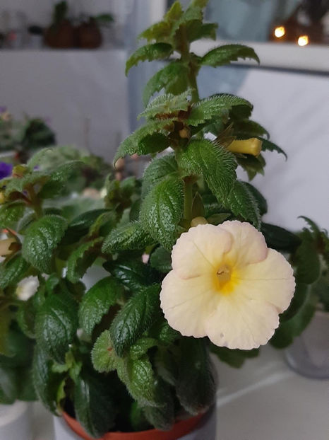  - achimenes-primele incercari