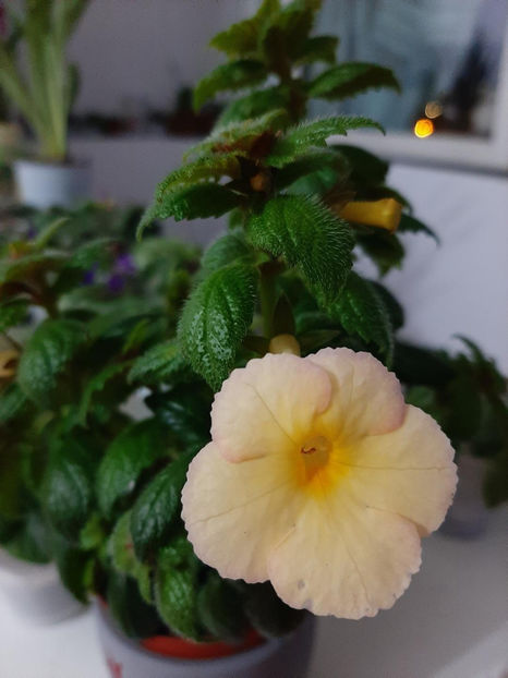  - achimenes-primele incercari