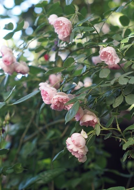  - Belle de Sardaigne