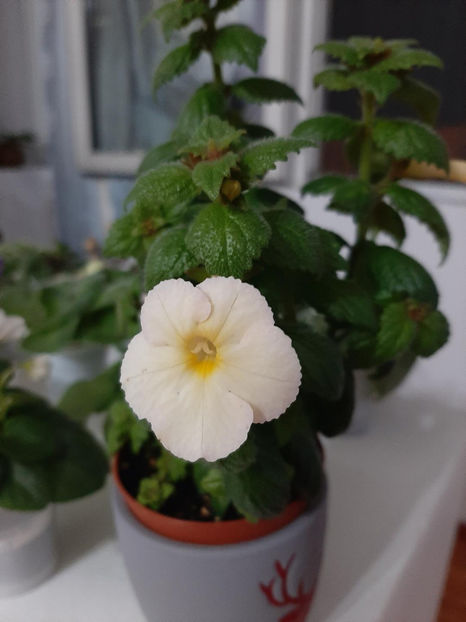  - achimenes-primele incercari