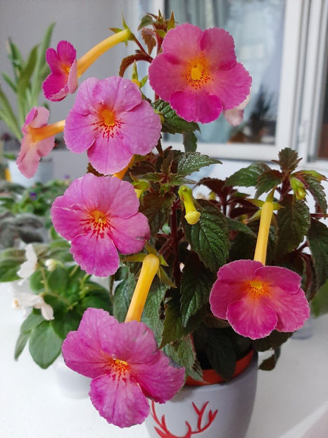  - achimenes-primele incercari