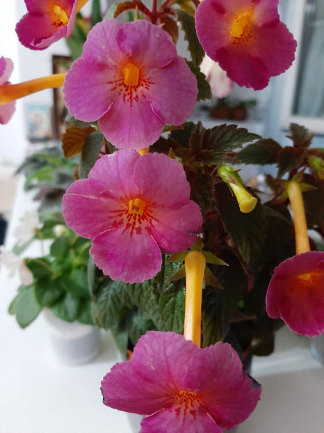  - achimenes-primele incercari