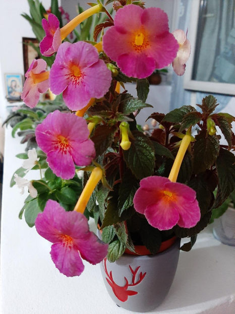  - achimenes-primele incercari