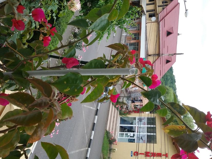  - Bougainvillea rosie-Don Mario